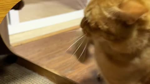 Funny animal videos|Cute animal videos |Funny dog&cat videos|Hilarious pet videos|funny video