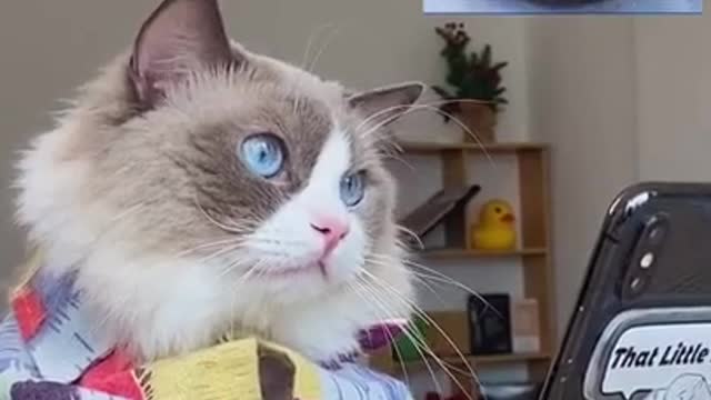 Extreme close-up footage of wild Alberta lynx casually walking by
