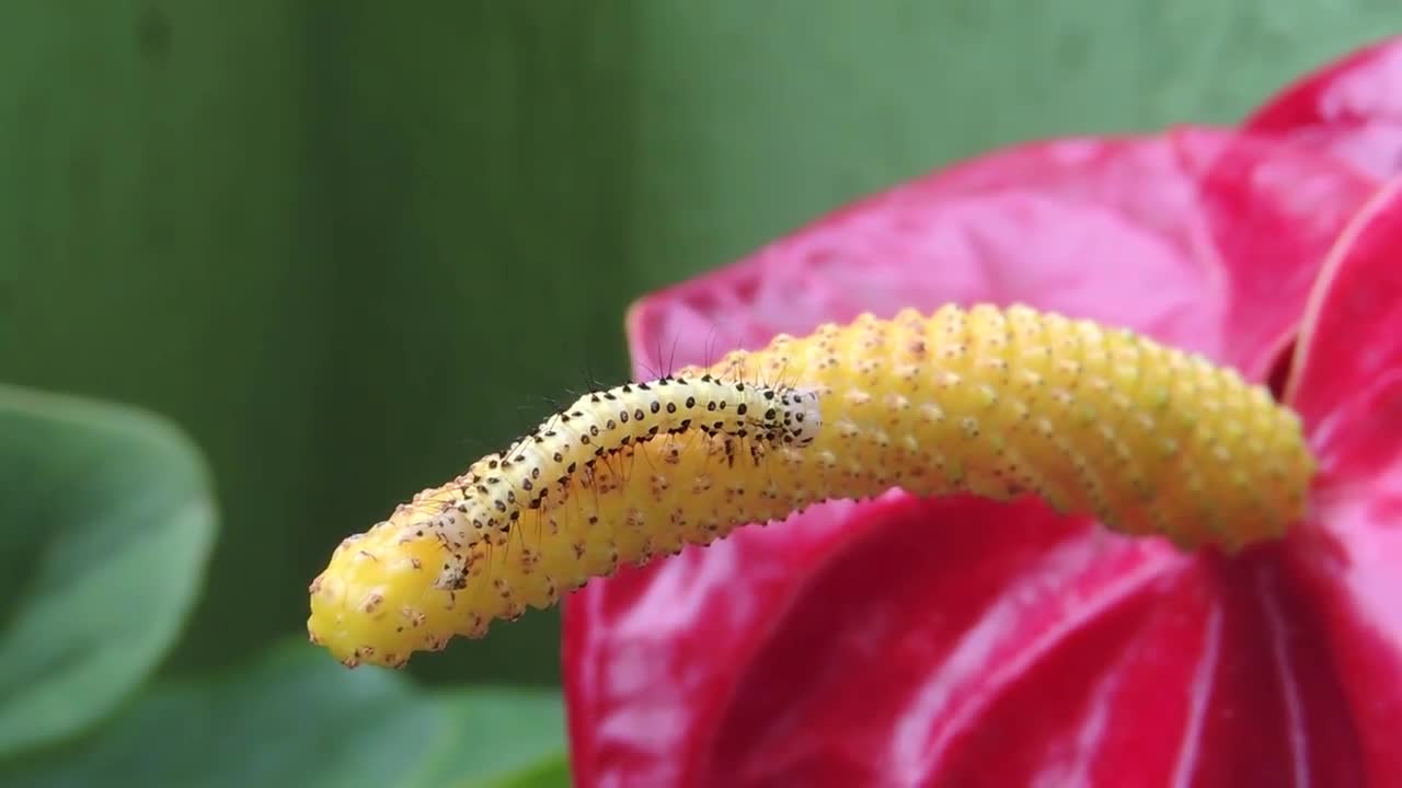 Beautiful of caterpillar