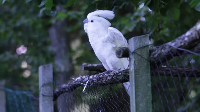 Cute dancing parrot