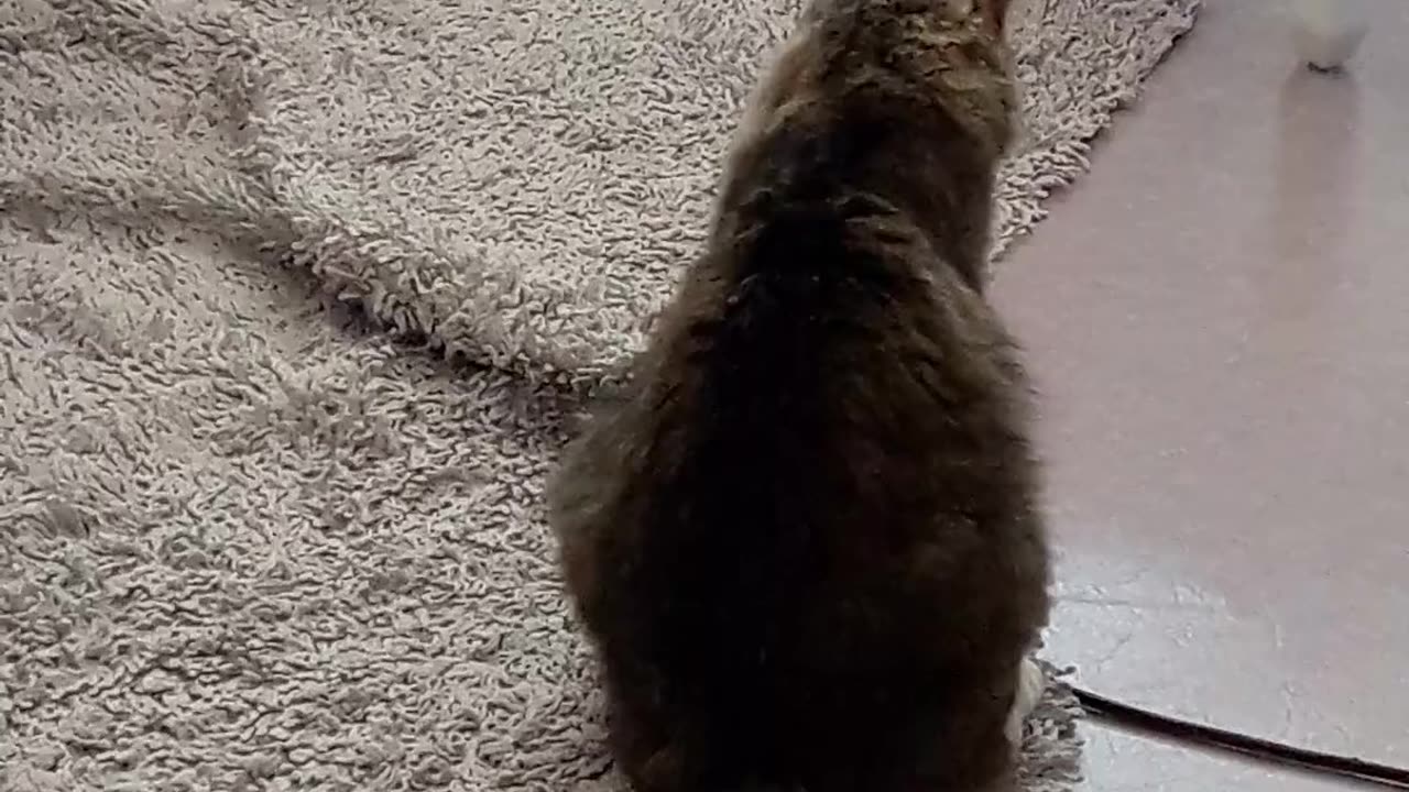 video/cat-playing-on-carpet