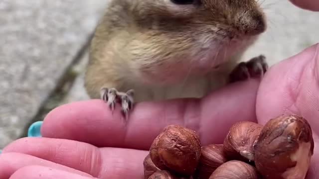 12 nuts in one pouch
