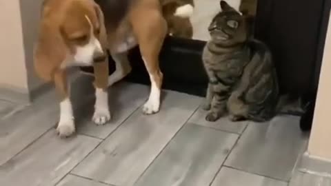 dog and cat fun Video #animal #dogs