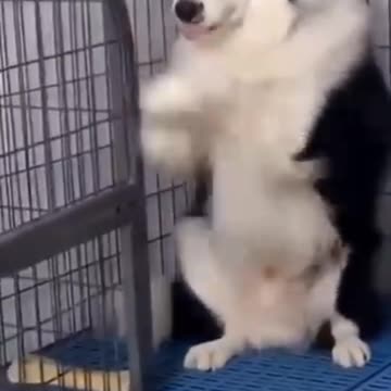 Funny Dog Videos Creative Commons | No Copyrights