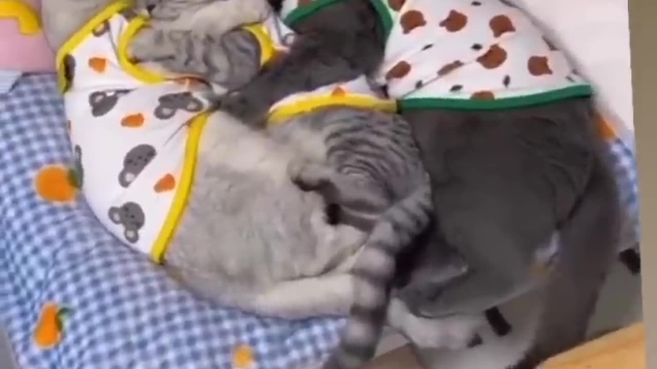 The Cutest family - Family love. please subscribe and like