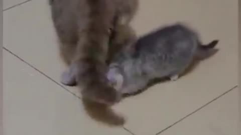 Cat is funny