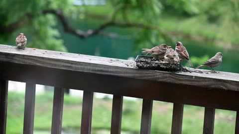 Sparrow Babies