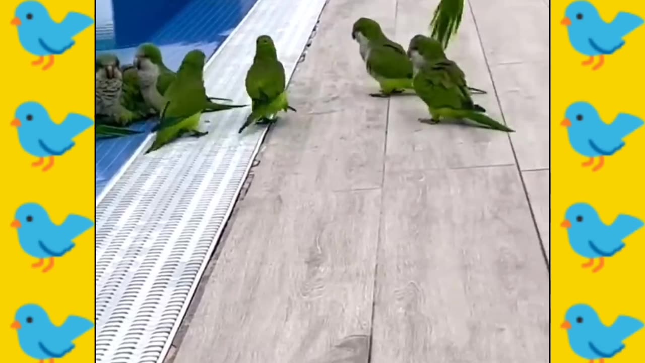 Parrot 🦜 funny dancing video