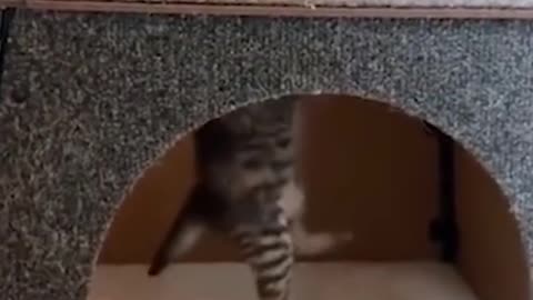 Funny videos cat #4