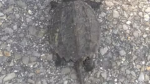 Snapping Turtle