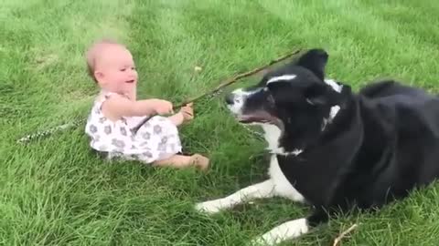 Adorable Babies Playing With Tame Dogs and Cats Collection of Cute Babies and Animals