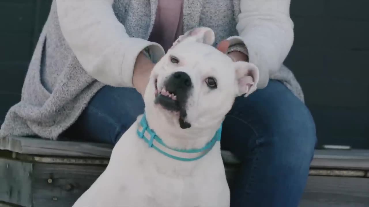 9+1Ways To Show A Dog You Love Them