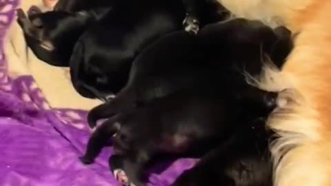 The Best Funny Cute and Doge Compilation #41