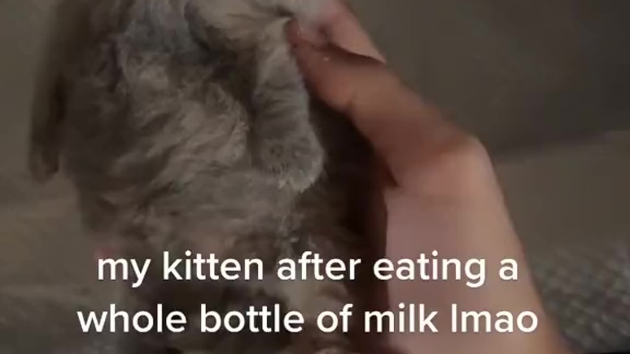 I think my cat likes milk