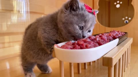 Cute cat is eating meal | Pets video | Beautiful Cat