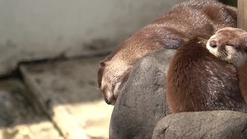 姫路セントラルパーク コツメカワウソのテンピの落ちそうで落ちない危険なお昼寝