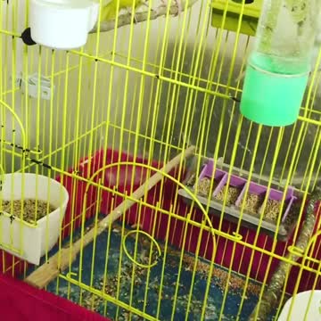 Check the cage of a group of lovebirds and put what they need