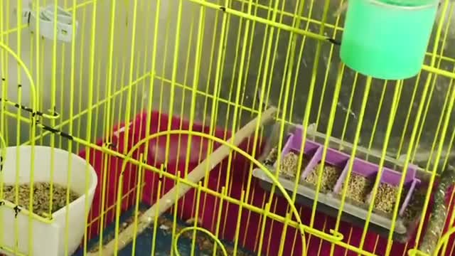 Check the cage of a group of lovebirds and put what they need