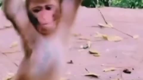 Funny animal video