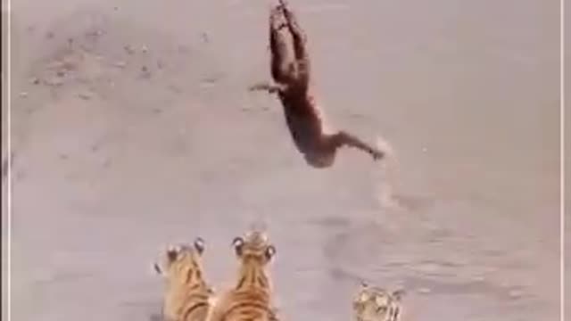 Amazing Monkey vs Tigers 🐅