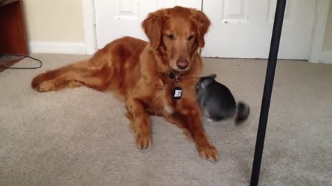 My dog meeting a chinchilla for the first time