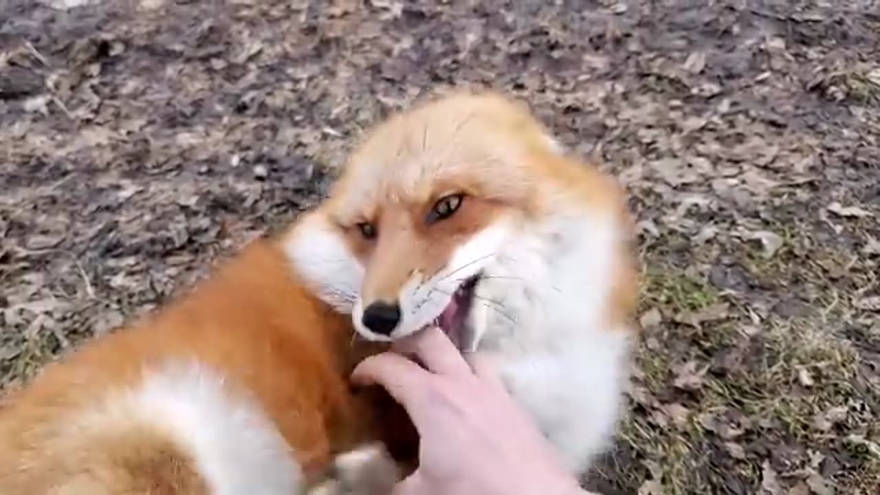 my dog very happay he Foxes Love Me