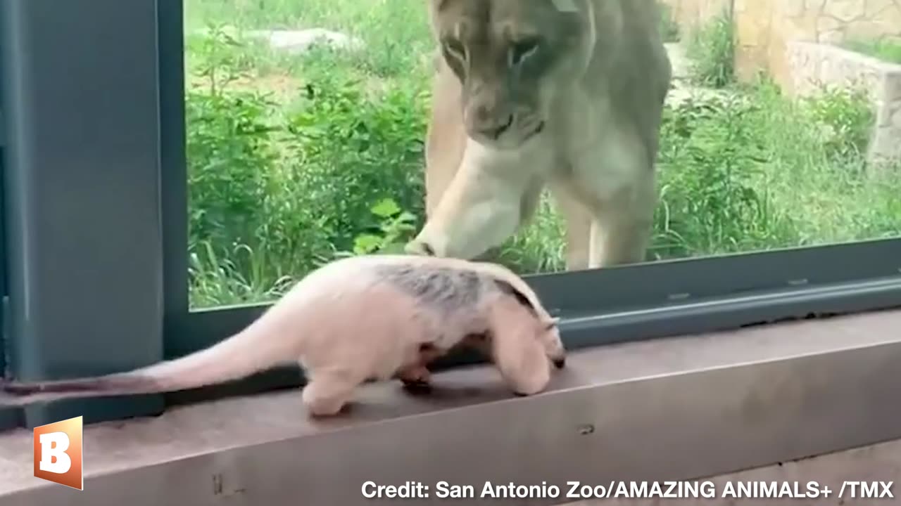 Hogan the Anteater Attracts Attention of Lions Pawing at Him