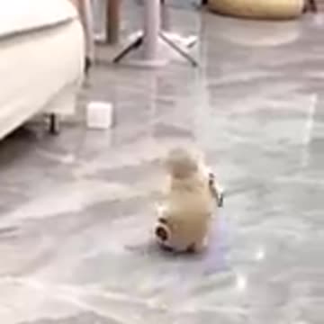 Funny animals cats and dogs 🤪