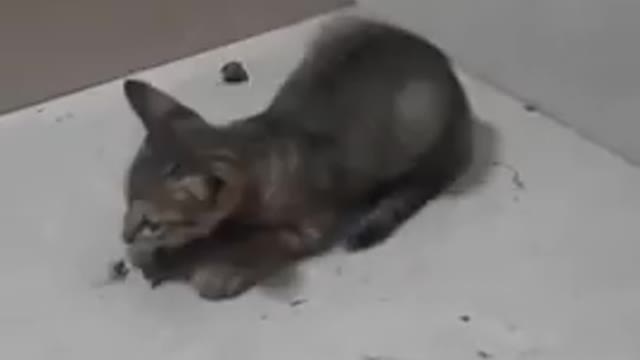 So cute cats ❤️ best funny baby cats