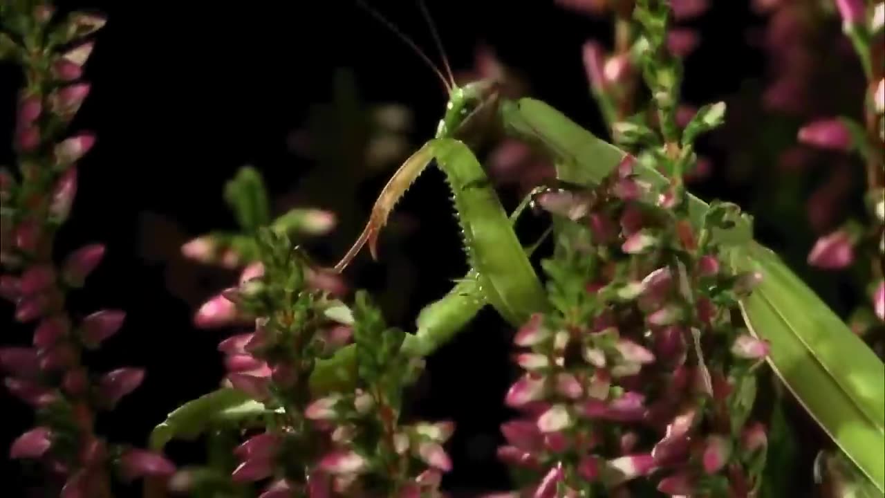 Mantis eat lizard