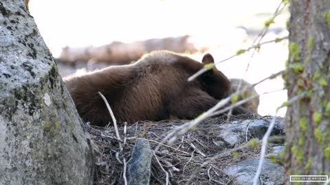 Mother Black Bear & Her Adorable Bear Cub in Sequoia National Park - California