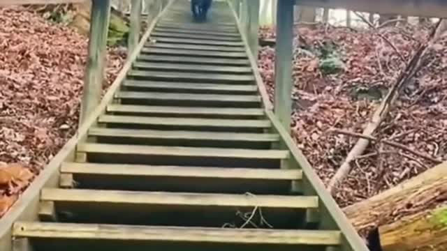 Funny animal video