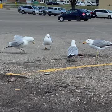 Seagulls & meat