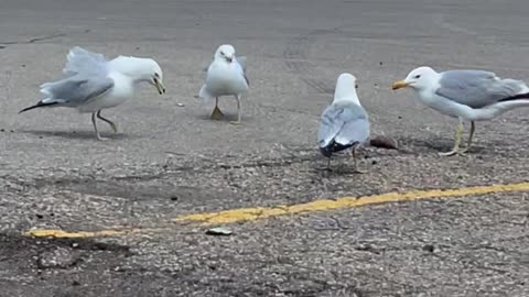 Seagulls & meat