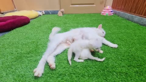 Mother cat Feeding her cute kittens