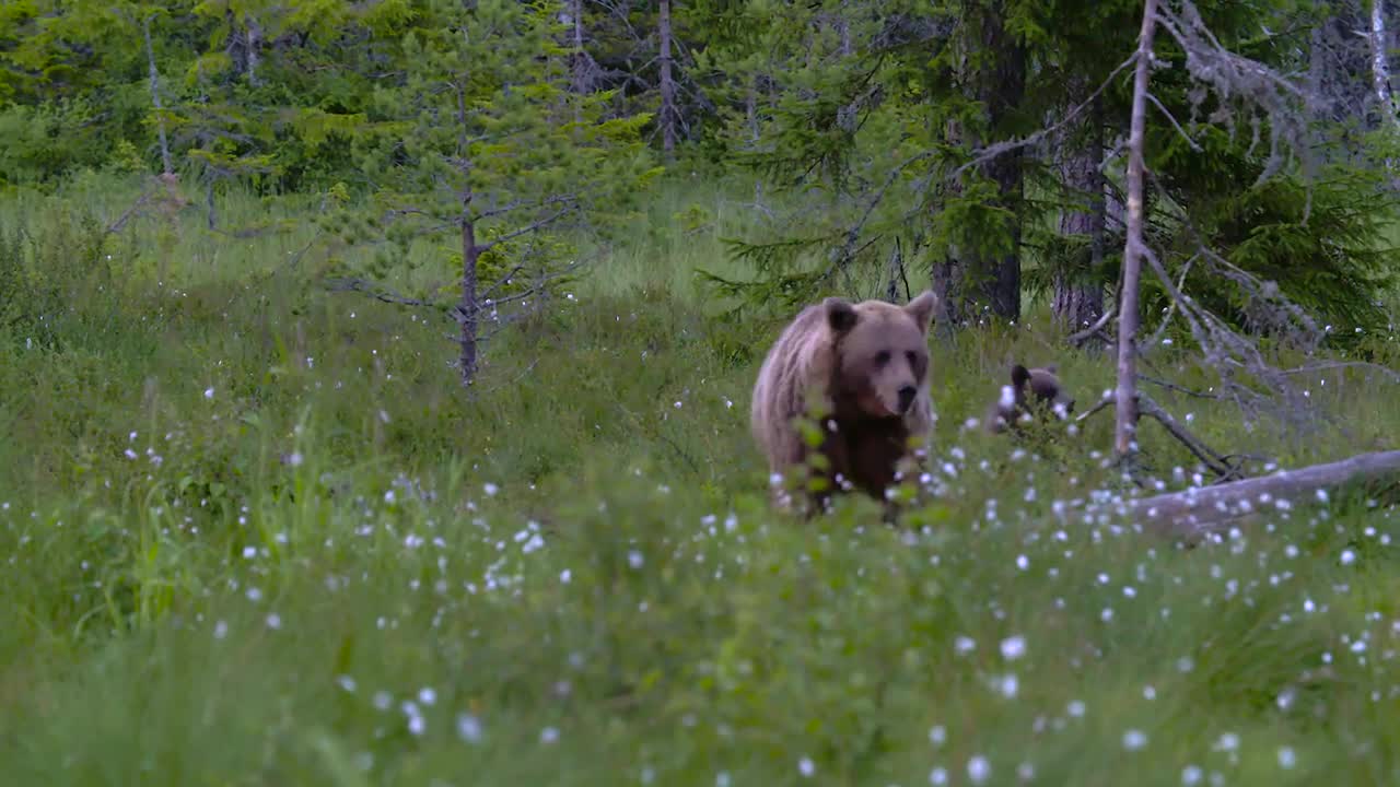 Möte med björnhonan och hennes ungar