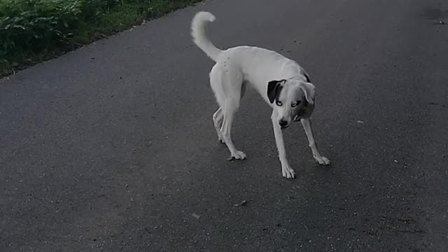 Holly und die Buchecker