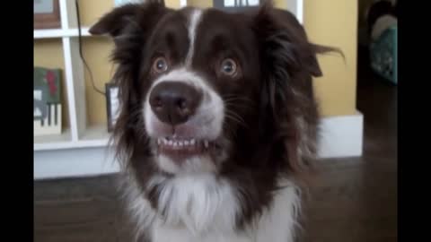 Photogenic dog shows off adorable smile for the camera