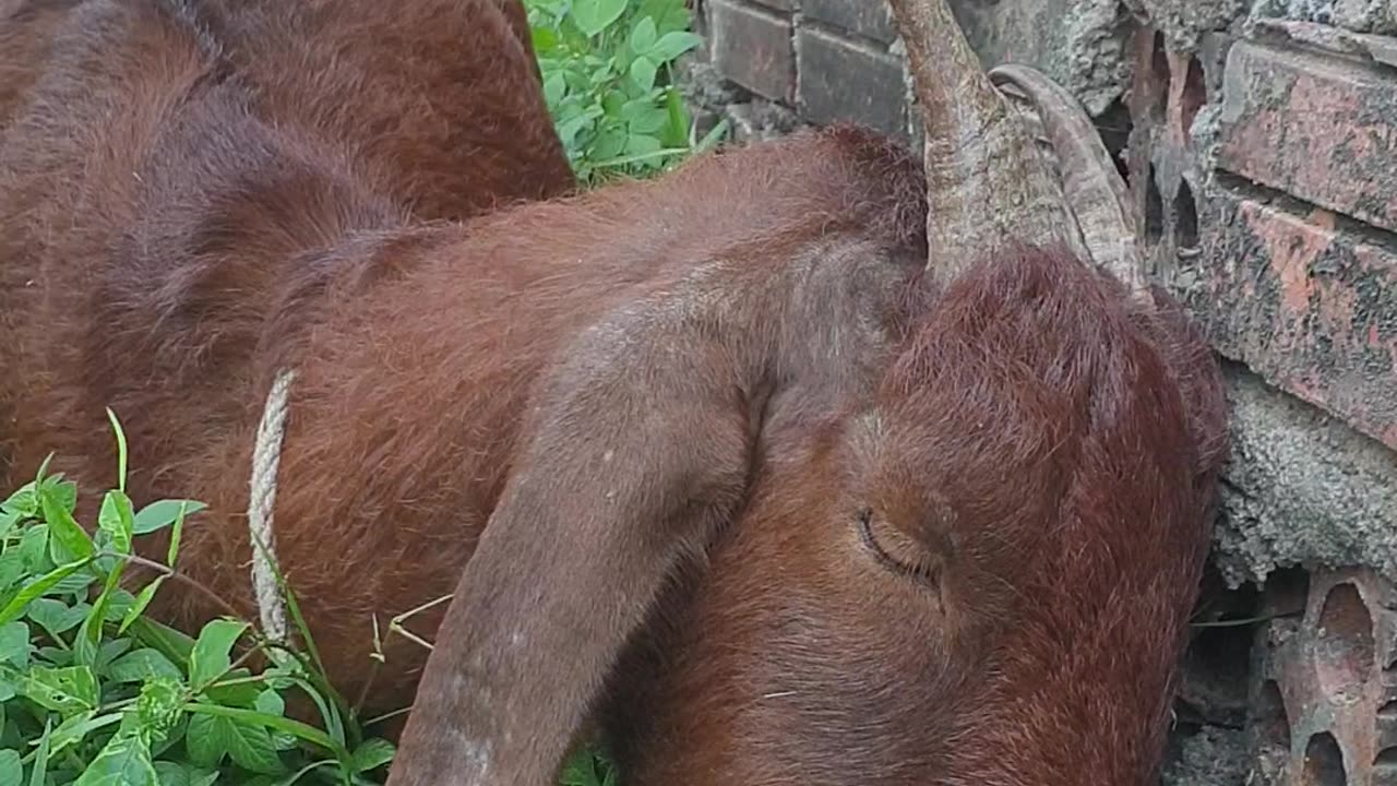 Look pity goat, poor goat