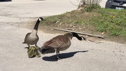 Canada goose vs hawk