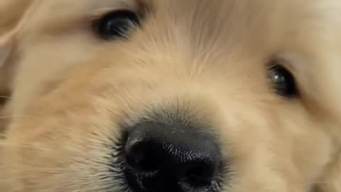 Very Cute puppy! Do you like this puppy 😍