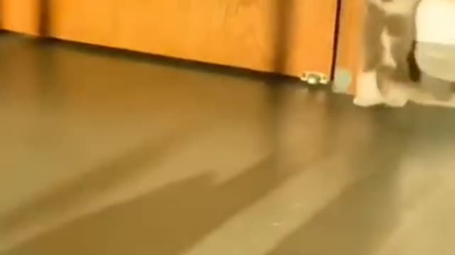 cute cat shorts❤#shorts #cutecat