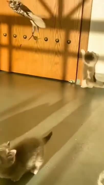 cute cat shorts❤#shorts #cutecat