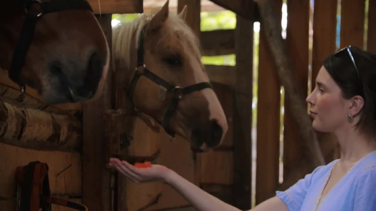 Two young women feeding carrots horses in horse paddock