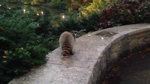 Friendly raccoon at Central Park NYC