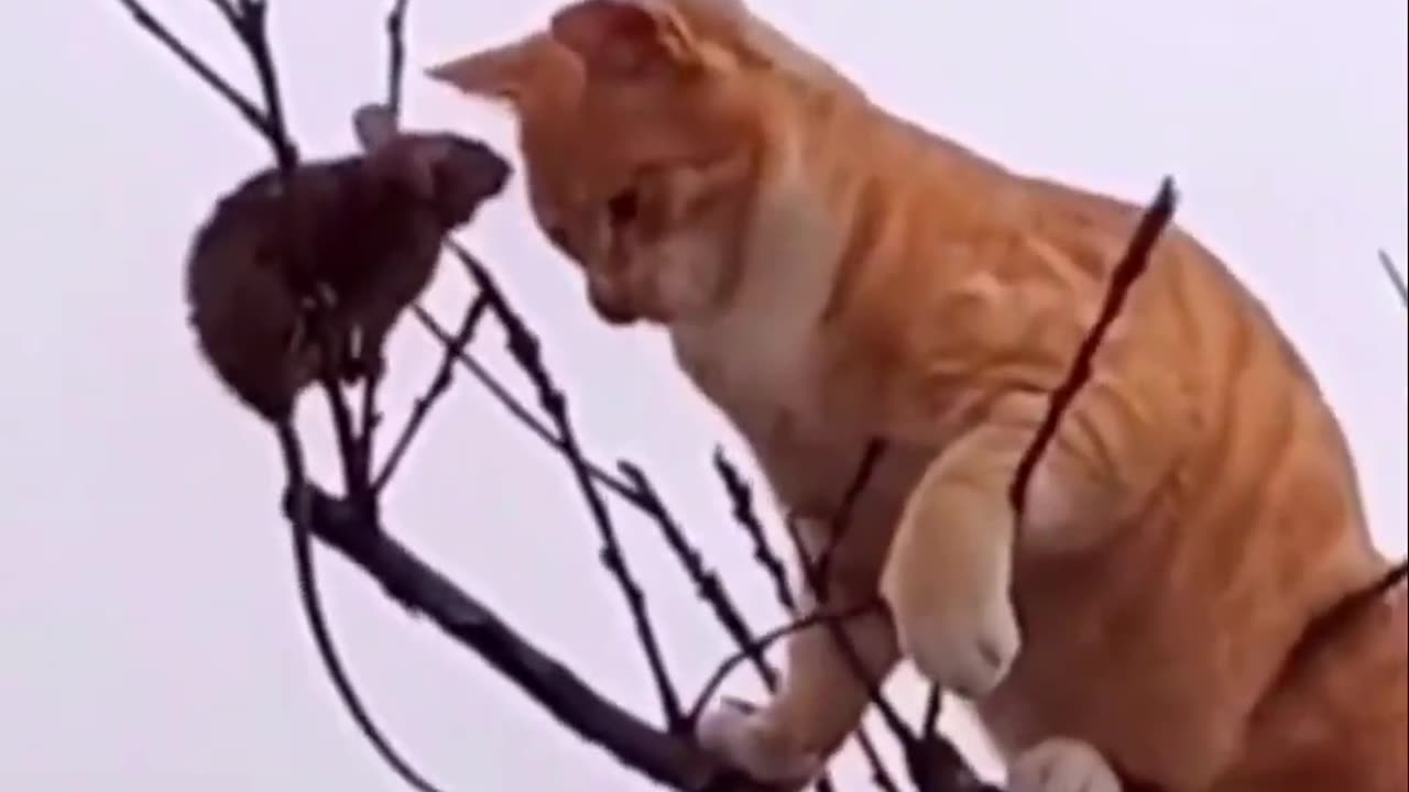 Cat tries to catch mouse