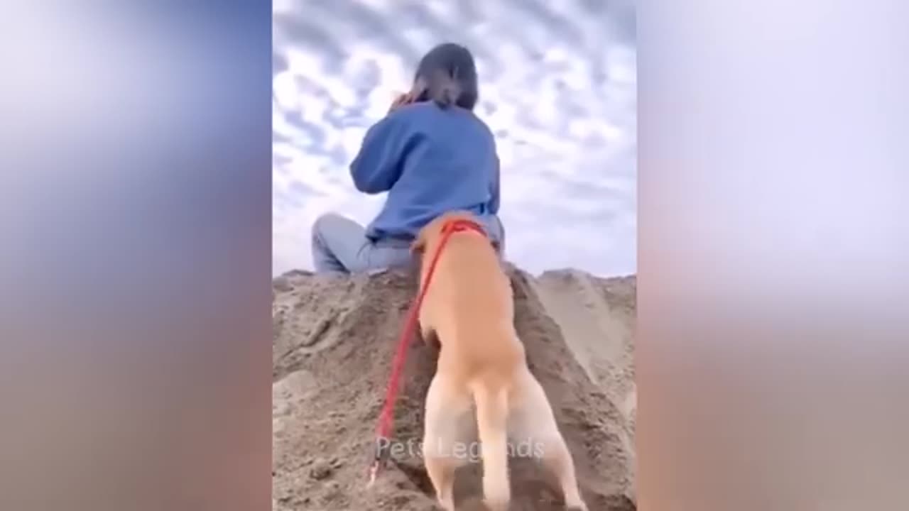 Funny animals