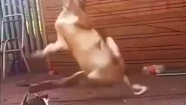 Superman cat punch #viral #trending #rumble #pets