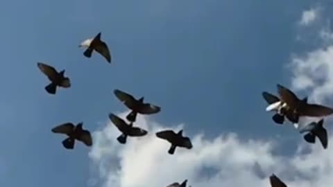 Islamic video Islam is beautiful
