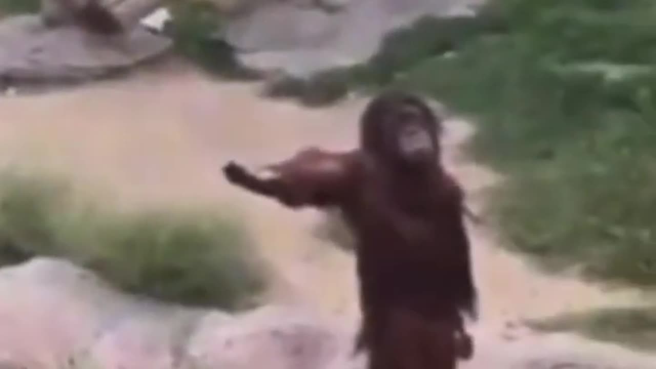 Monkey meme